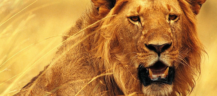 Wild Lion wallpaper 720x320