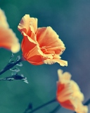 Orange Flowers screenshot #1 128x160