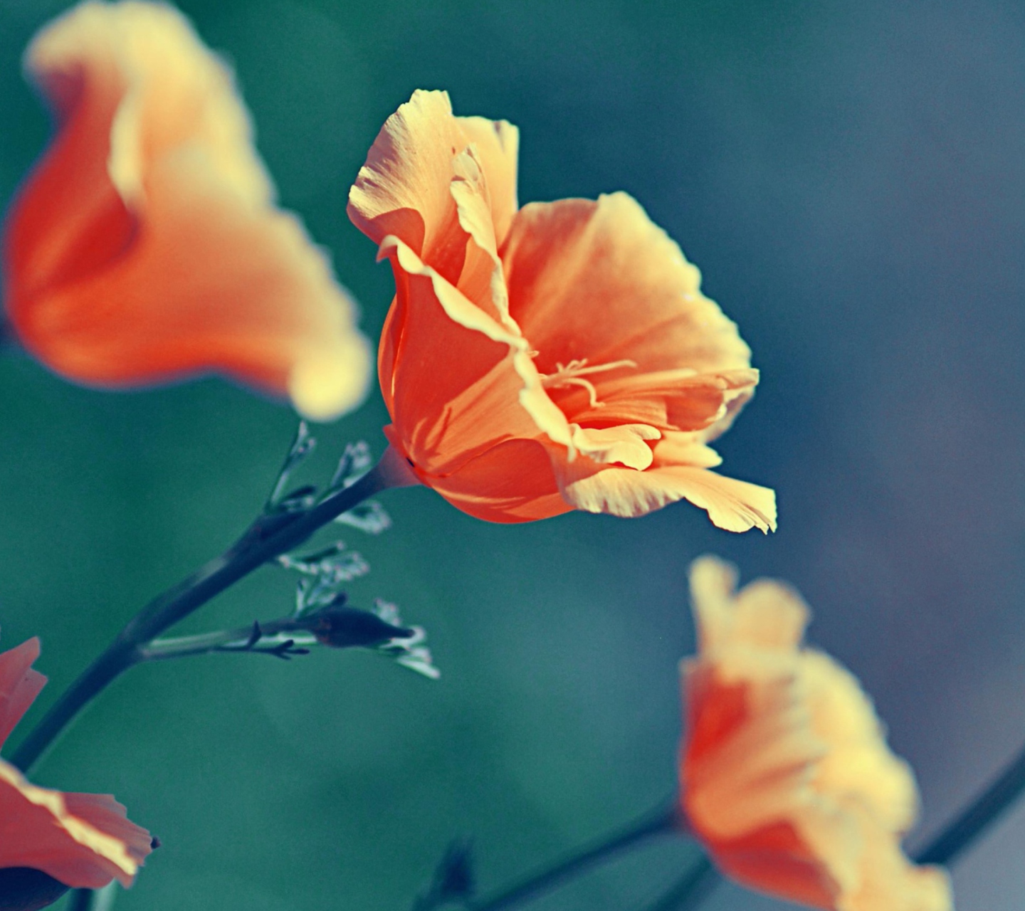 Das Orange Flowers Wallpaper 1440x1280