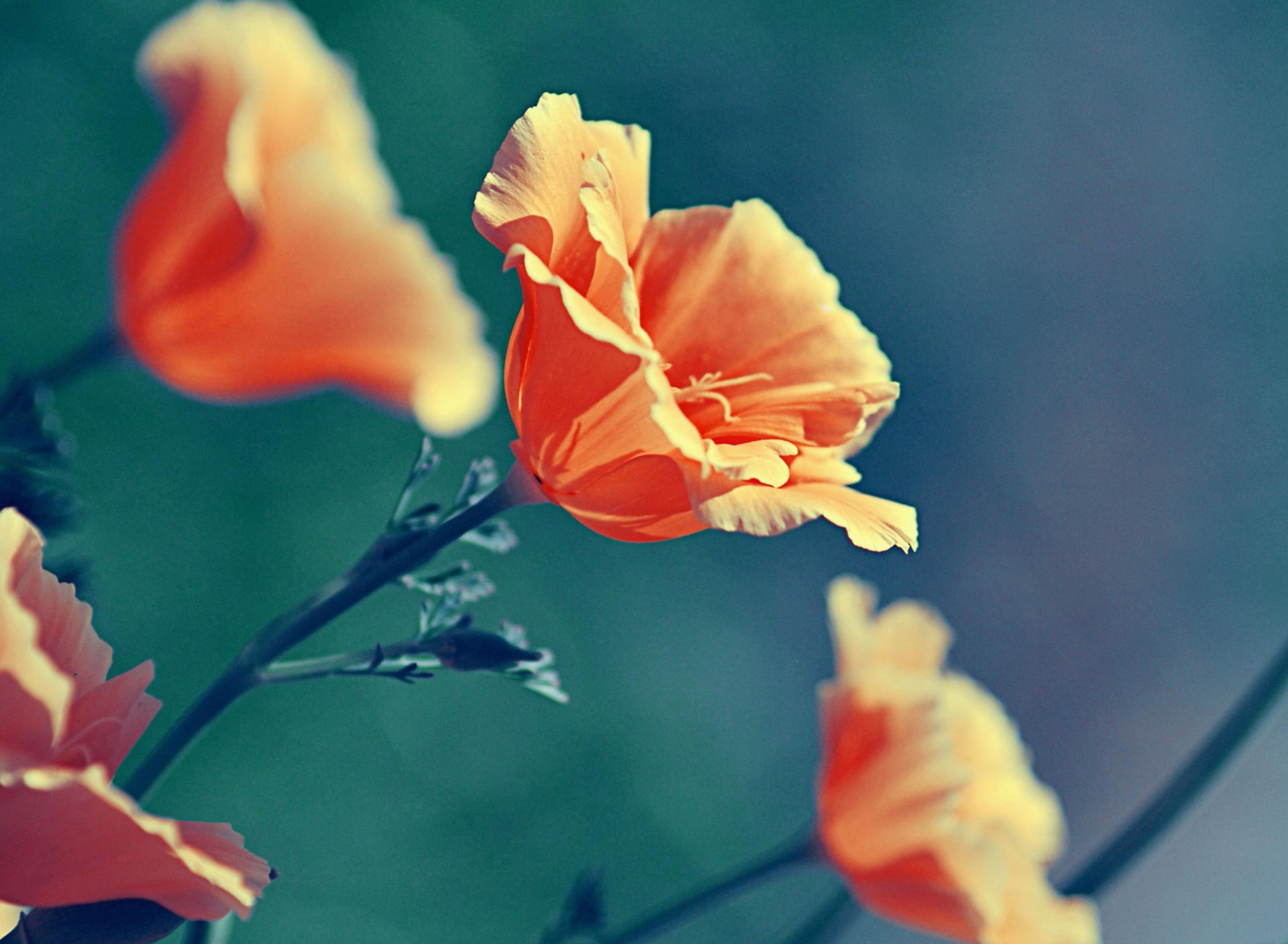Sfondi Orange Flowers 1920x1408
