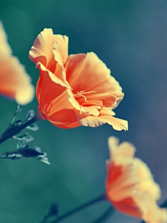 Orange Flowers screenshot #1 240x320