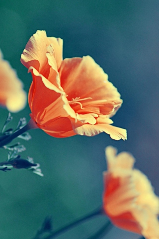 Orange Flowers screenshot #1 320x480
