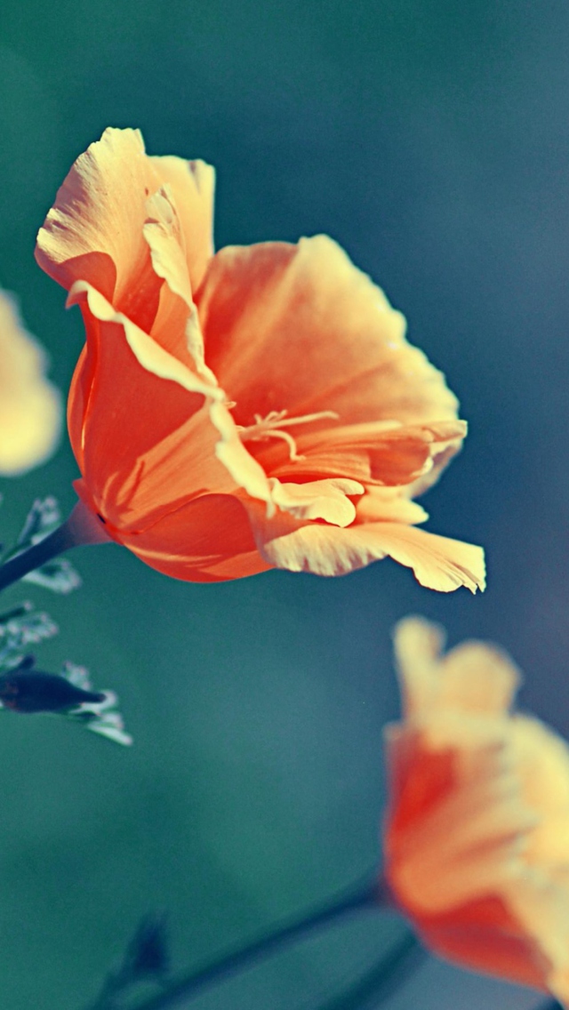 Fondo de pantalla Orange Flowers 640x1136