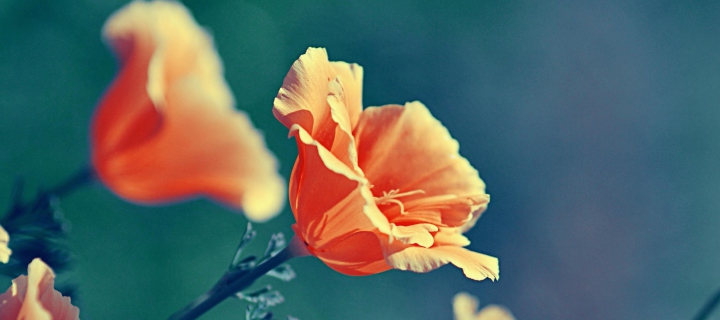 Fondo de pantalla Orange Flowers 720x320