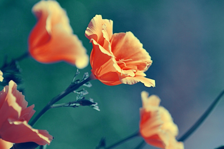 Das Orange Flowers Wallpaper