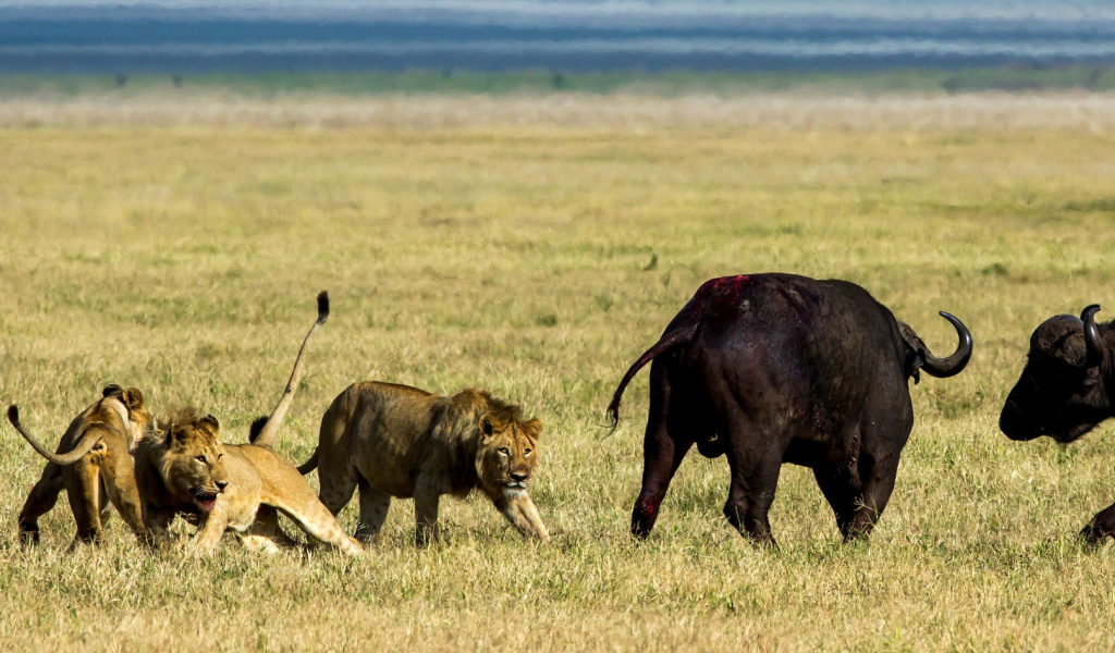 Lions and Buffaloes wallpaper 1024x600