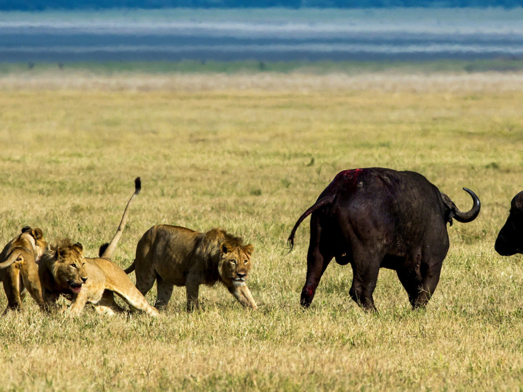 Lions and Buffaloes wallpaper 1024x768