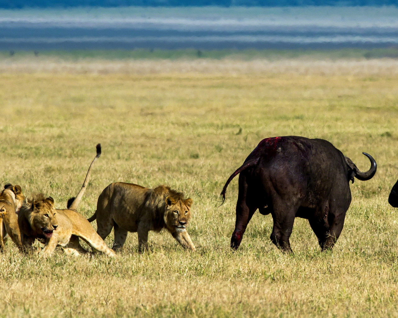 Lions and Buffaloes wallpaper 1280x1024