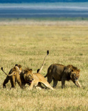 Das Lions and Buffaloes Wallpaper 128x160