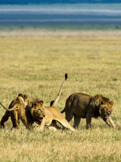 Lions and Buffaloes wallpaper 240x320