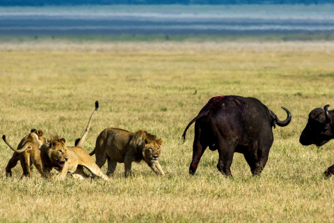 Lions and Buffaloes wallpaper 480x320