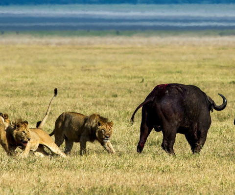 Das Lions and Buffaloes Wallpaper 480x400