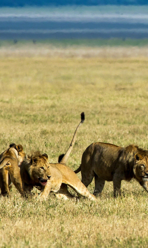 Das Lions and Buffaloes Wallpaper 480x800