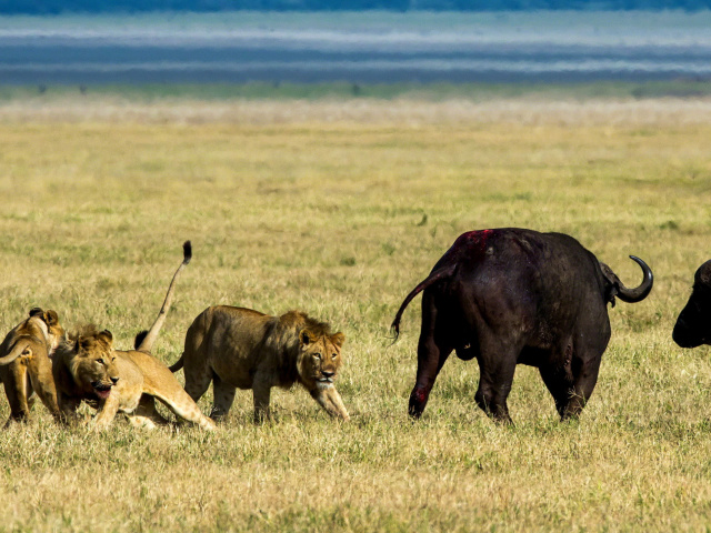 Lions and Buffaloes wallpaper 640x480