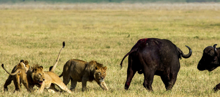 Lions and Buffaloes wallpaper 720x320