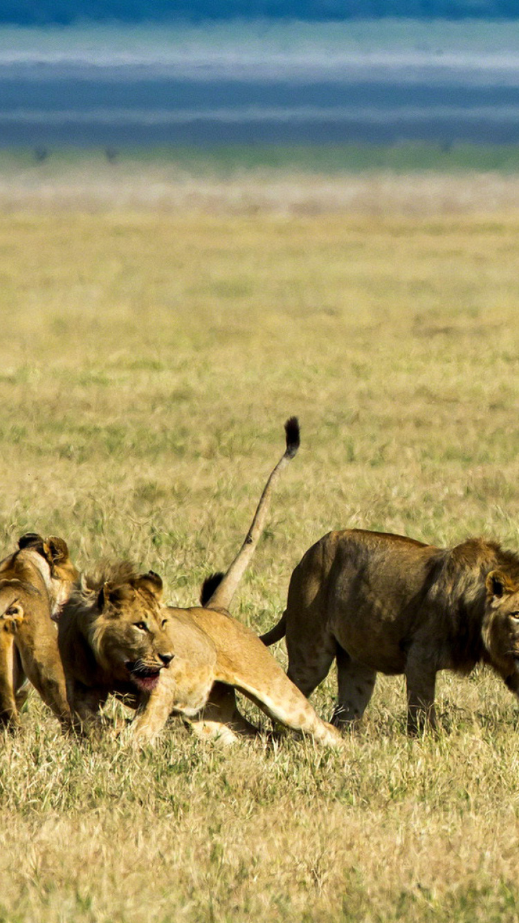 Lions and Buffaloes wallpaper 750x1334