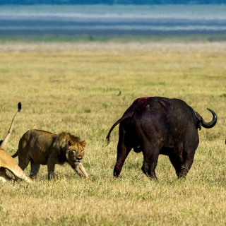 Lions and Buffaloes Wallpaper for iPad 3