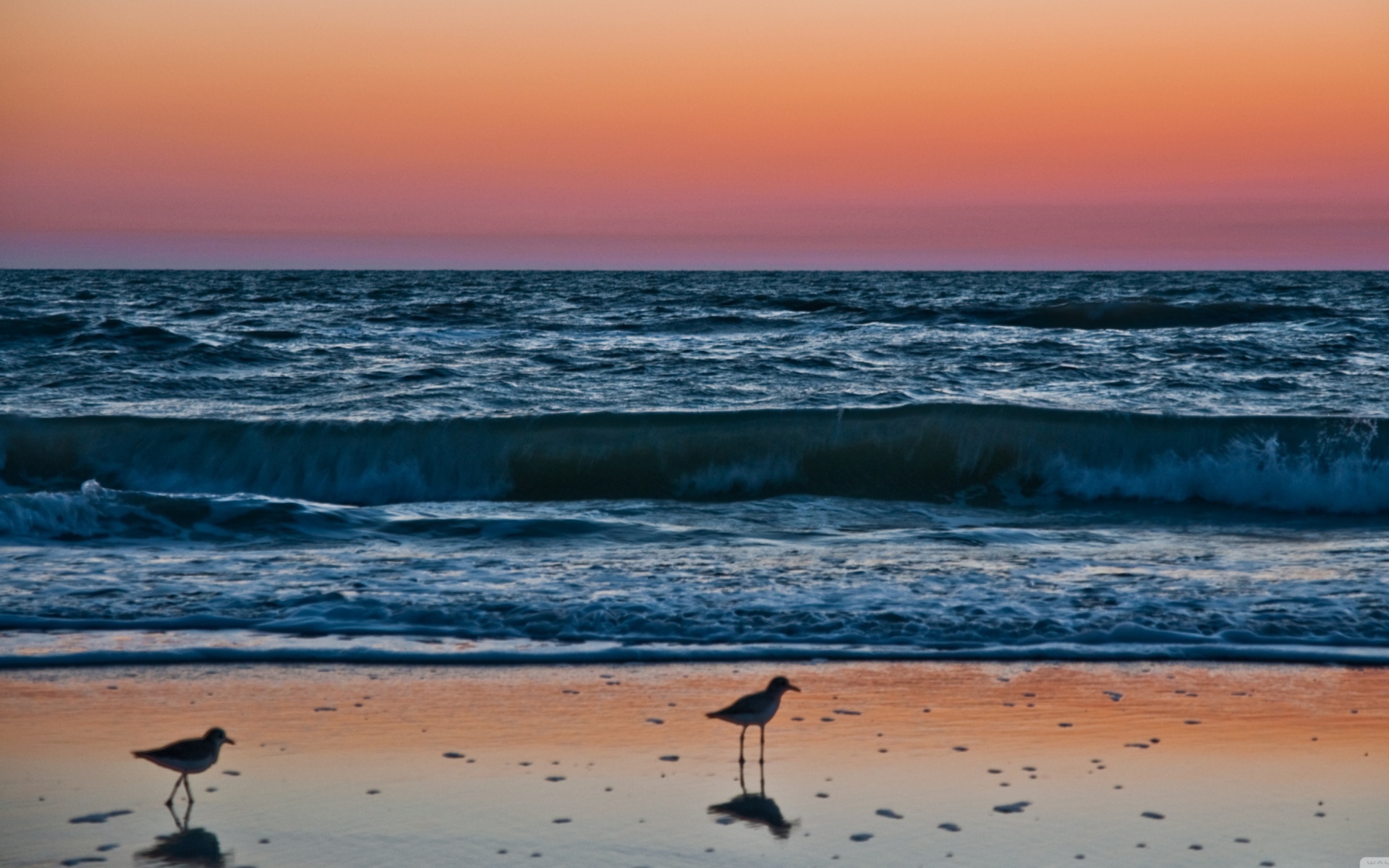 Обои Sunset In Naples Florida 1920x1200