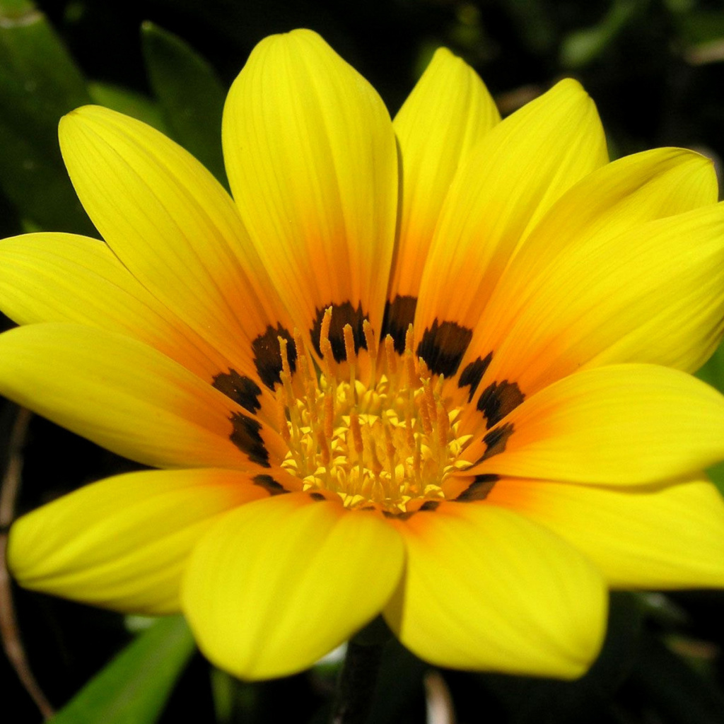 Screenshot №1 pro téma Yellow Macro Flower and Petals 1024x1024