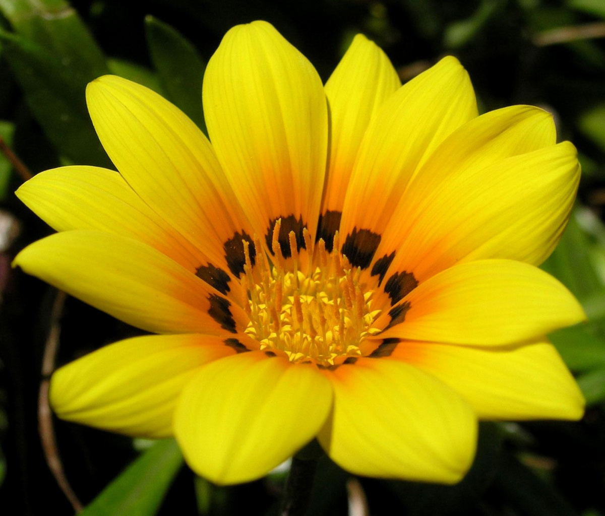 Sfondi Yellow Macro Flower and Petals 1200x1024