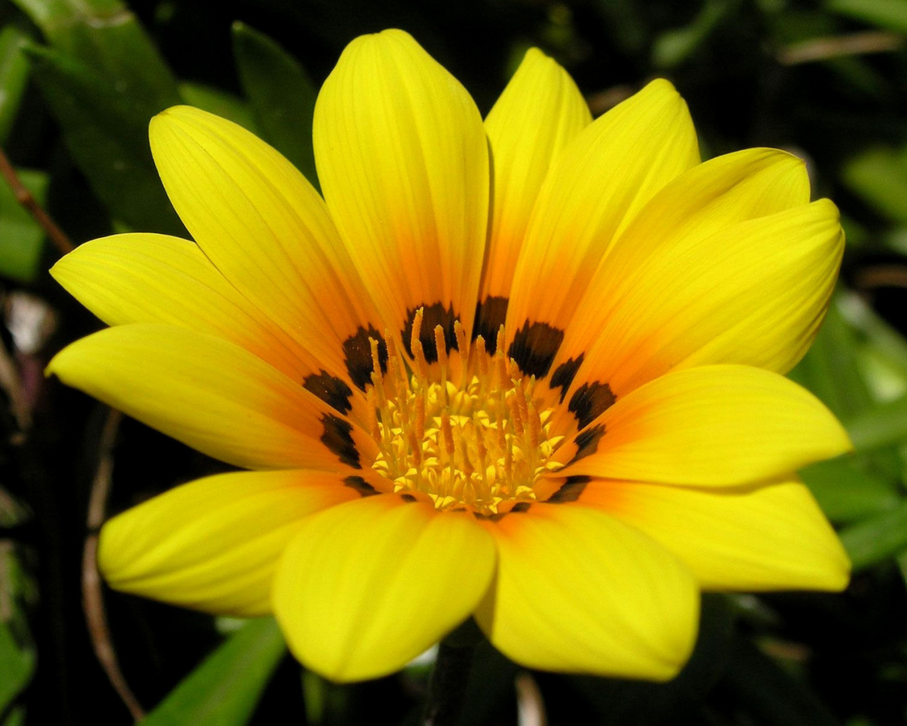 Das Yellow Macro Flower and Petals Wallpaper 1280x1024