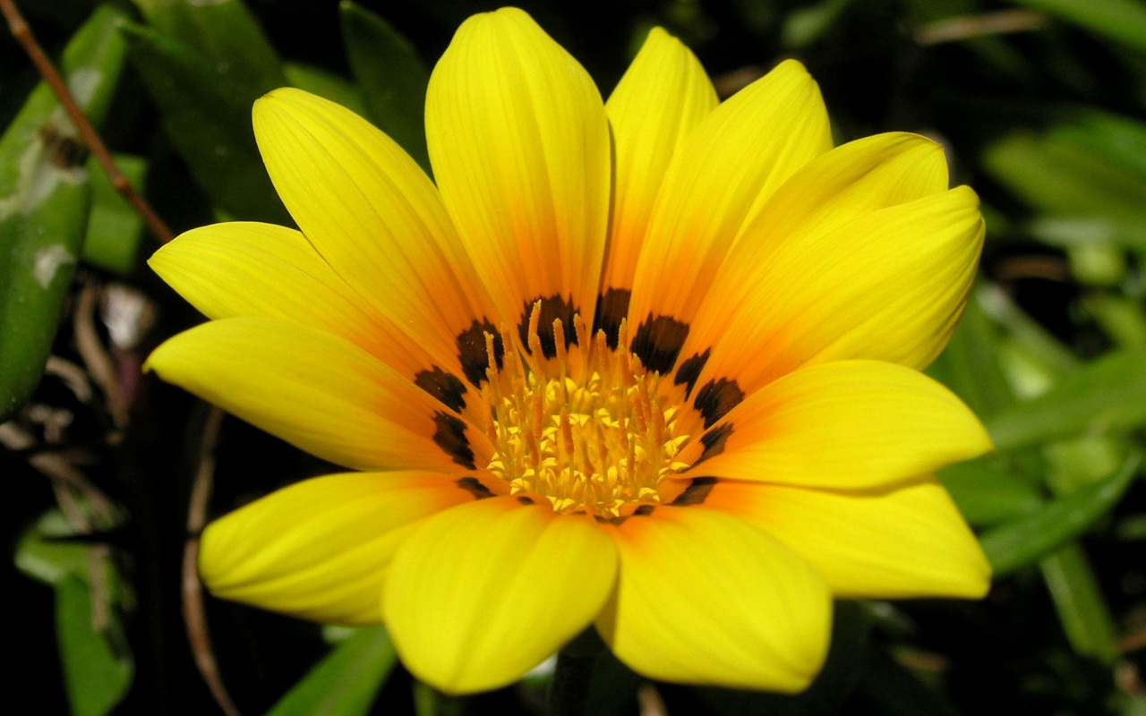Das Yellow Macro Flower and Petals Wallpaper 1280x800