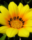 Обои Yellow Macro Flower and Petals 128x160