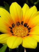 Sfondi Yellow Macro Flower and Petals 132x176