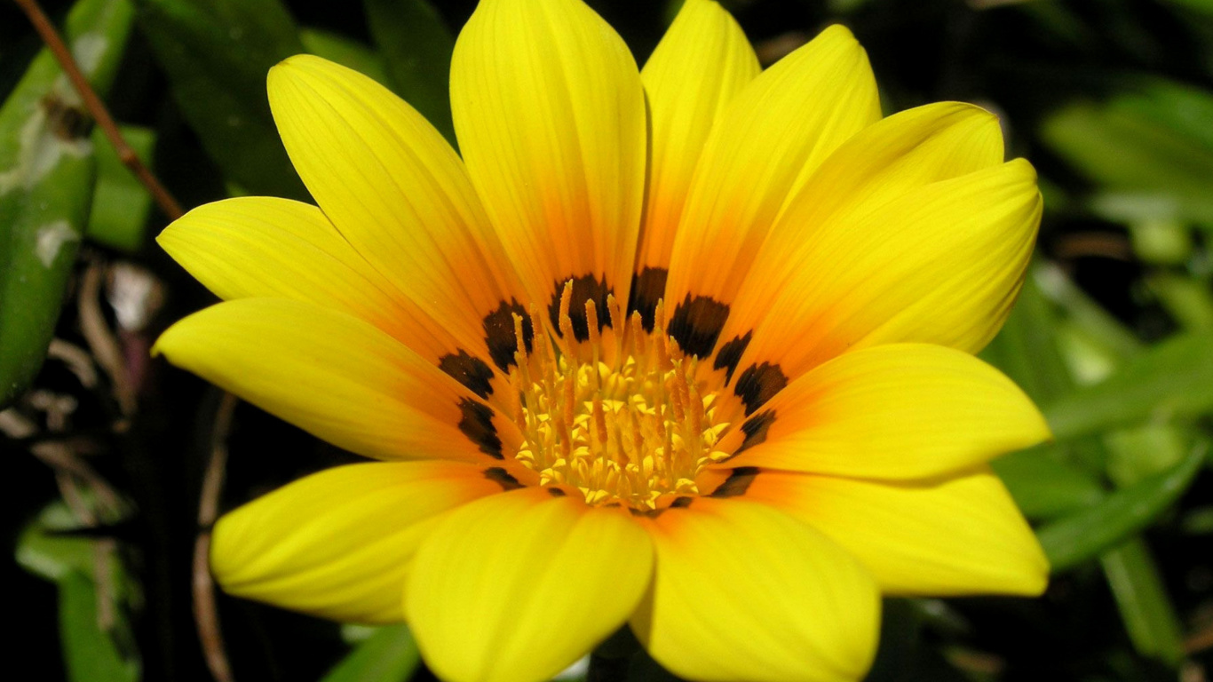 Das Yellow Macro Flower and Petals Wallpaper 1366x768