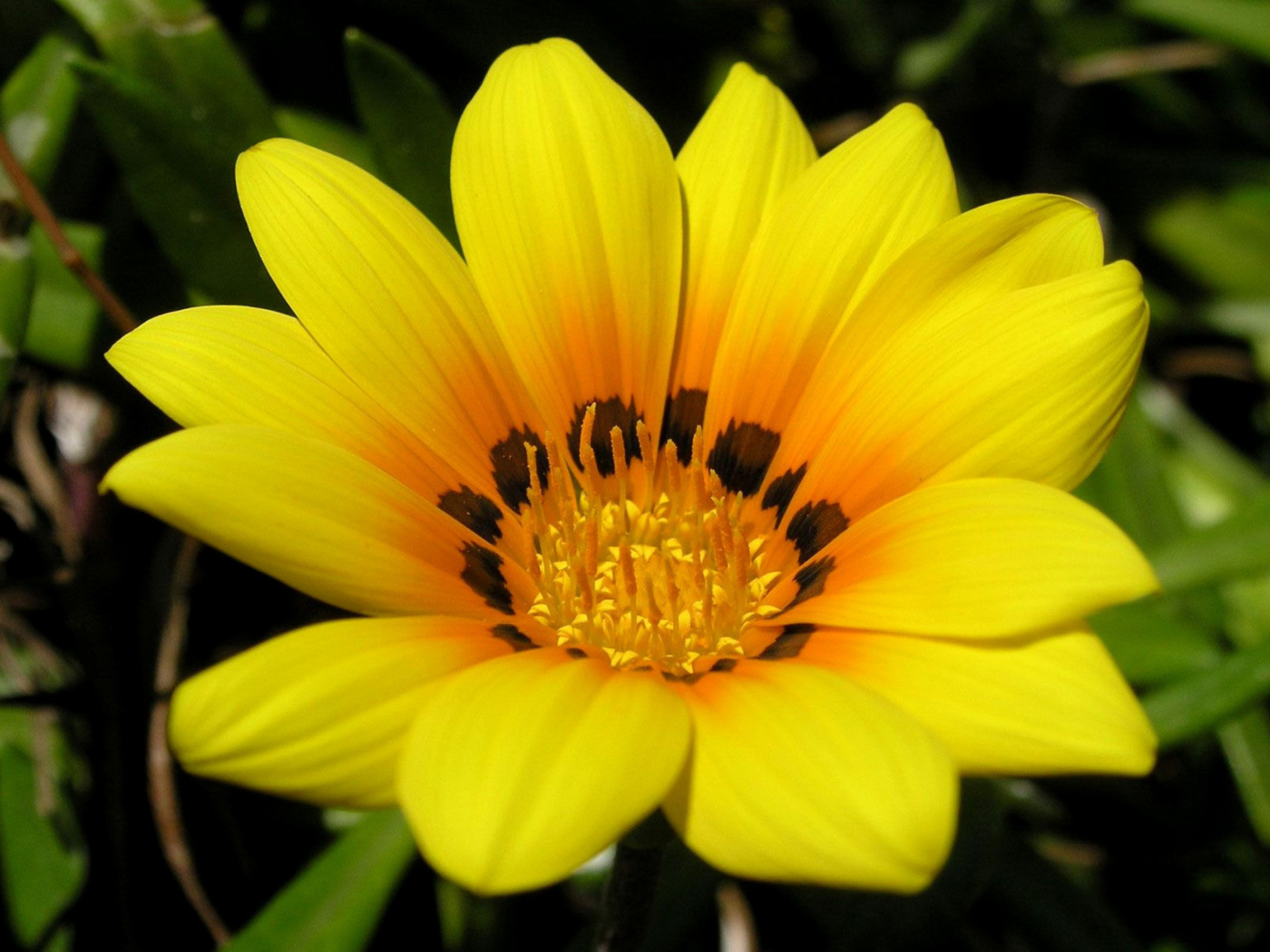 Das Yellow Macro Flower and Petals Wallpaper 1400x1050