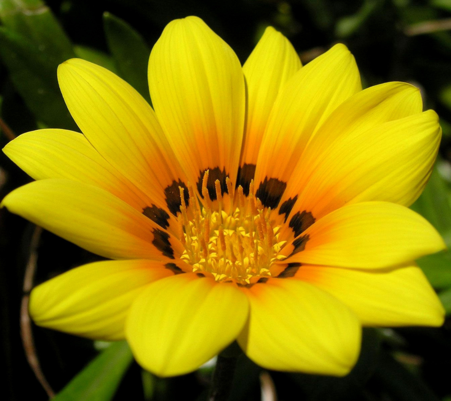 Das Yellow Macro Flower and Petals Wallpaper 1440x1280
