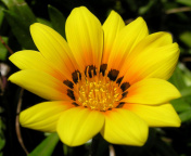 Обои Yellow Macro Flower and Petals 176x144