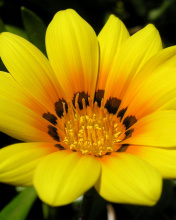 Fondo de pantalla Yellow Macro Flower and Petals 176x220