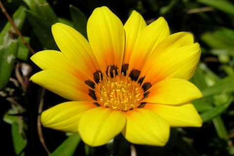 Das Yellow Macro Flower and Petals Wallpaper 480x320