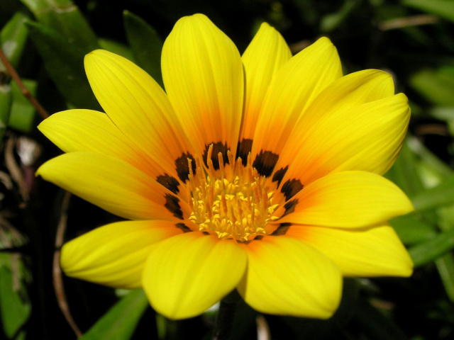 Yellow Macro Flower and Petals wallpaper 640x480