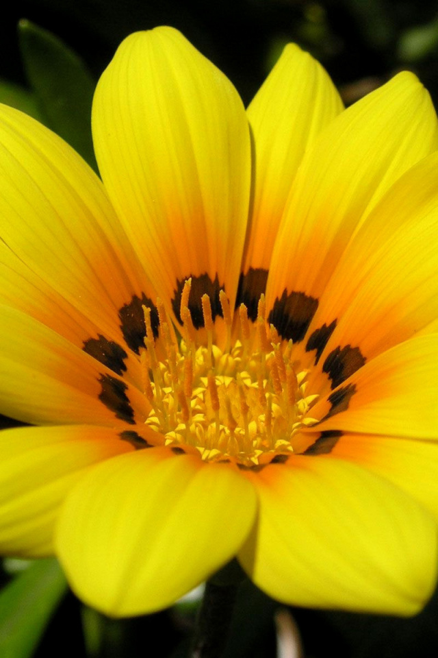 Das Yellow Macro Flower and Petals Wallpaper 640x960