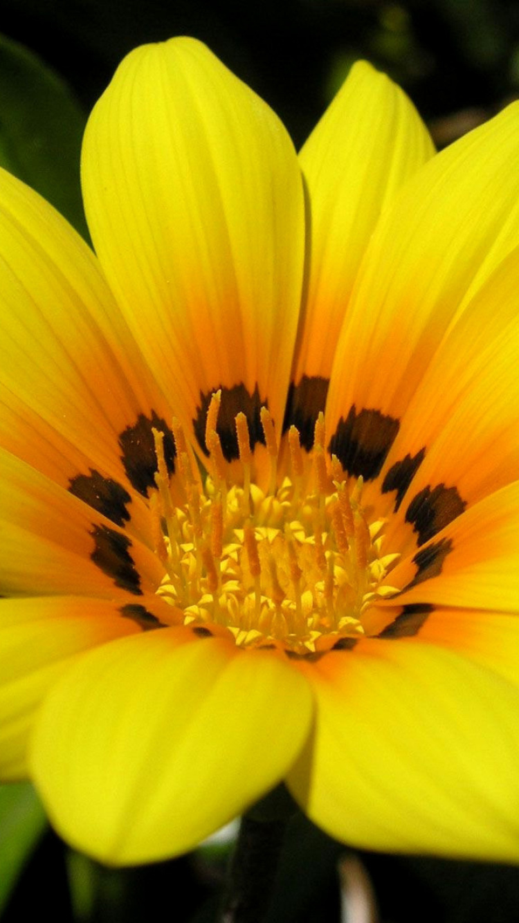 Fondo de pantalla Yellow Macro Flower and Petals 750x1334