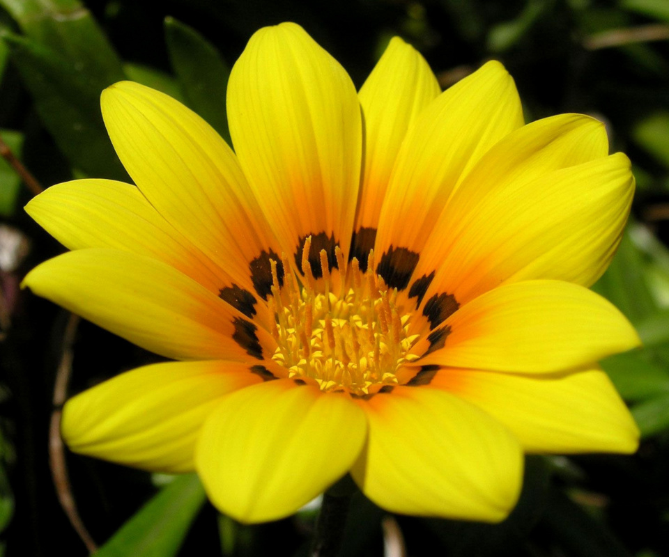 Das Yellow Macro Flower and Petals Wallpaper 960x800