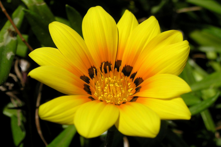 Das Yellow Macro Flower and Petals Wallpaper