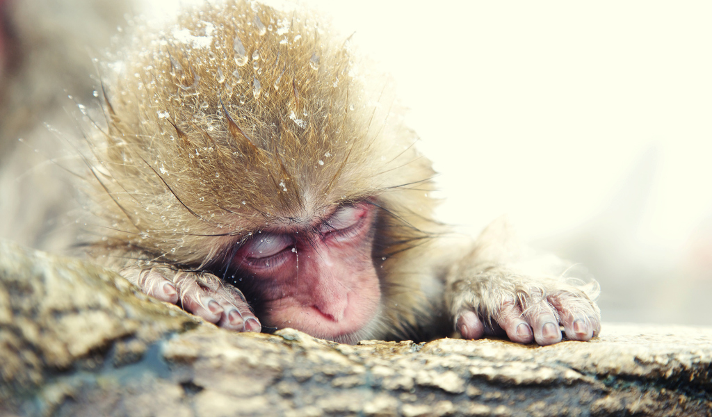 Das Japanese Macaque Sleeping Under Snow Wallpaper 1024x600