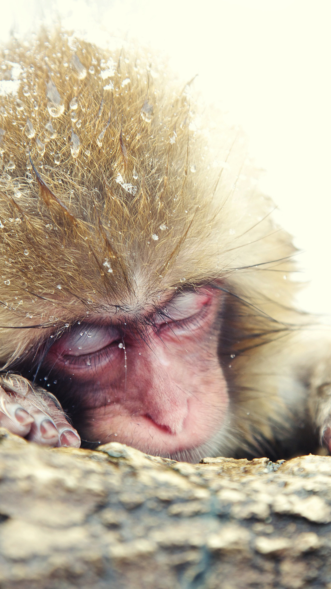 Japanese Macaque Sleeping Under Snow wallpaper 1080x1920