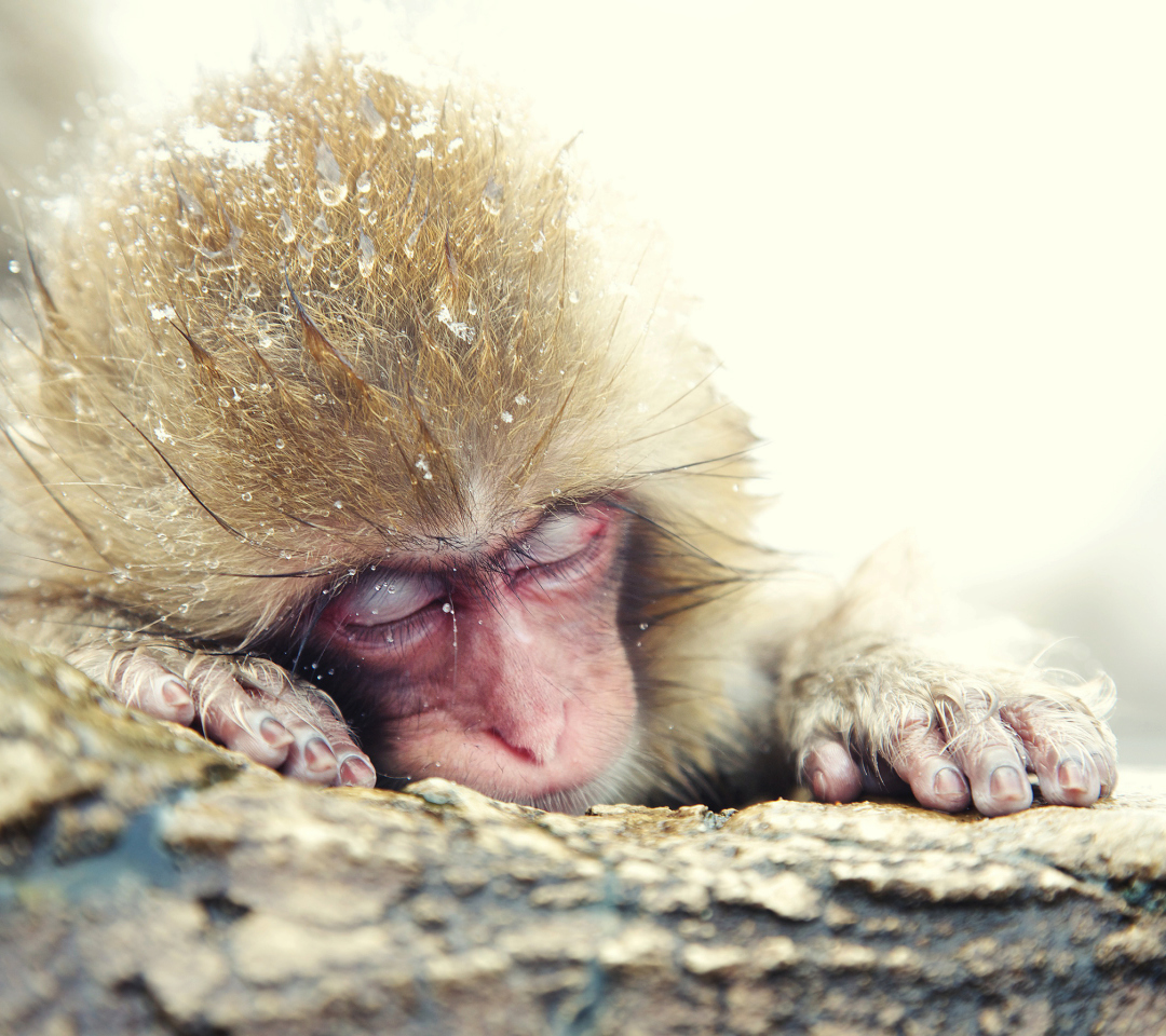 Das Japanese Macaque Sleeping Under Snow Wallpaper 1080x960