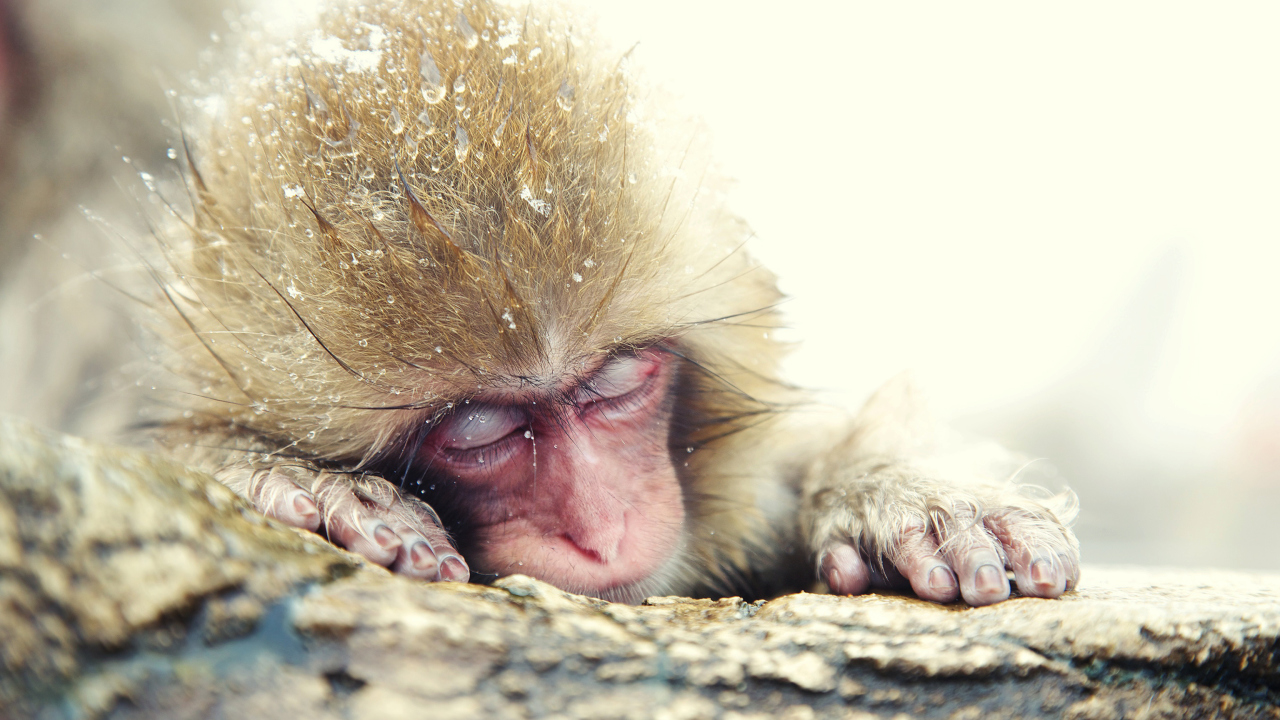 Japanese Macaque Sleeping Under Snow wallpaper 1280x720