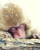 Fondo de pantalla Japanese Macaque Sleeping Under Snow 128x160