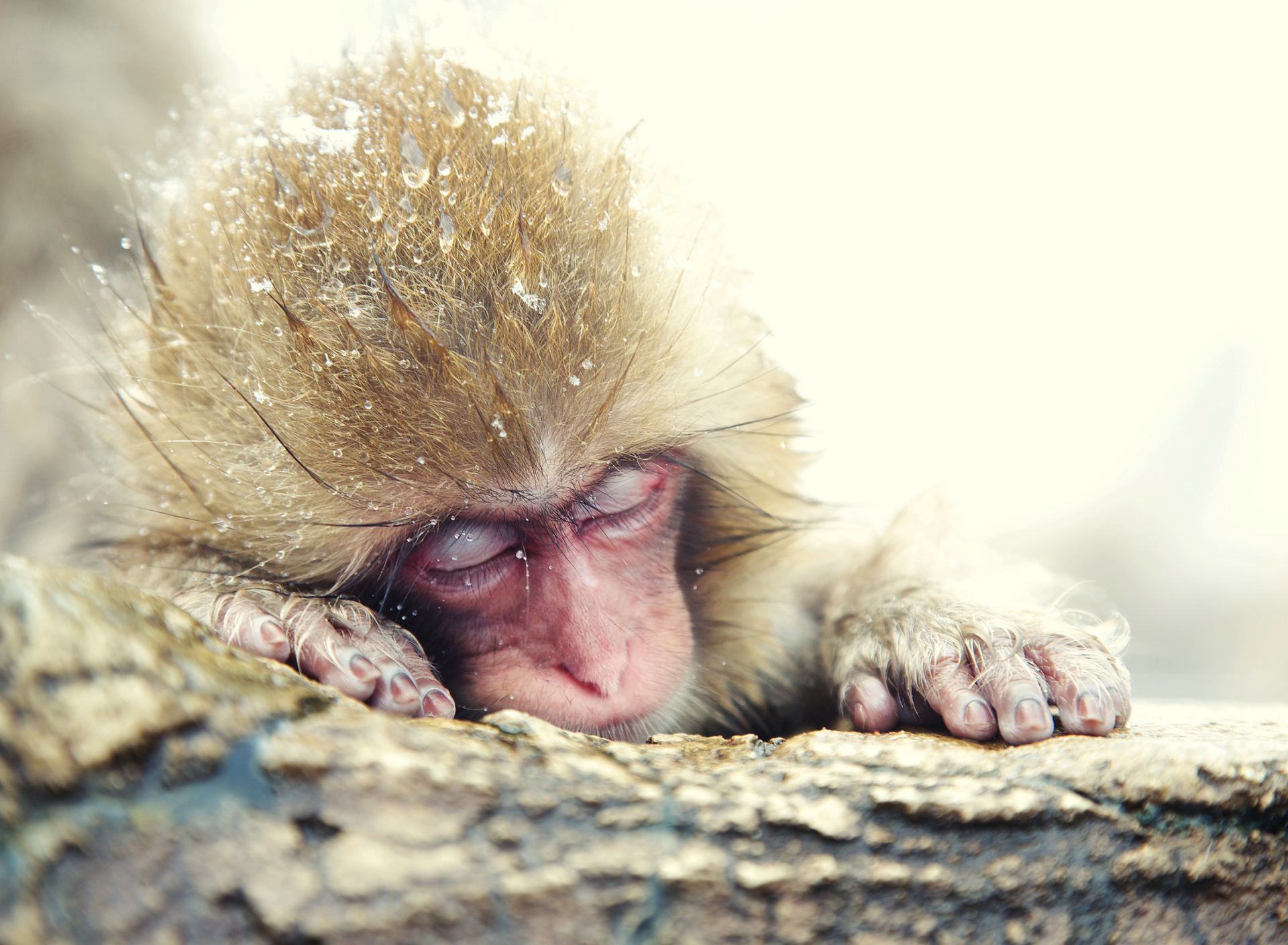 Fondo de pantalla Japanese Macaque Sleeping Under Snow 1920x1408
