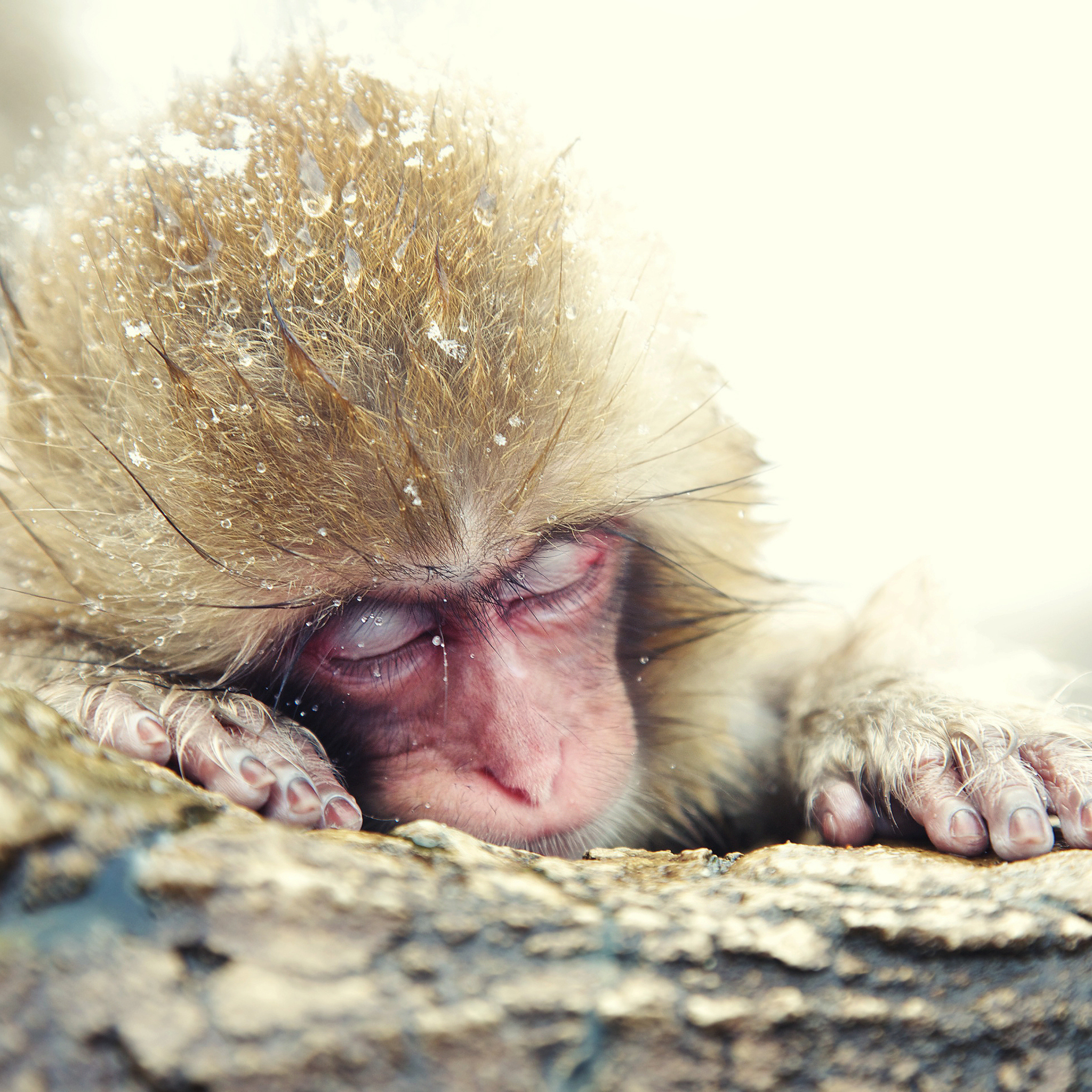 Fondo de pantalla Japanese Macaque Sleeping Under Snow 2048x2048