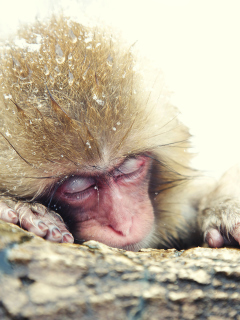 Fondo de pantalla Japanese Macaque Sleeping Under Snow 240x320
