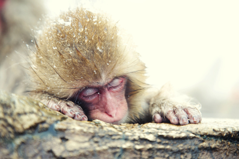 Das Japanese Macaque Sleeping Under Snow Wallpaper 480x320