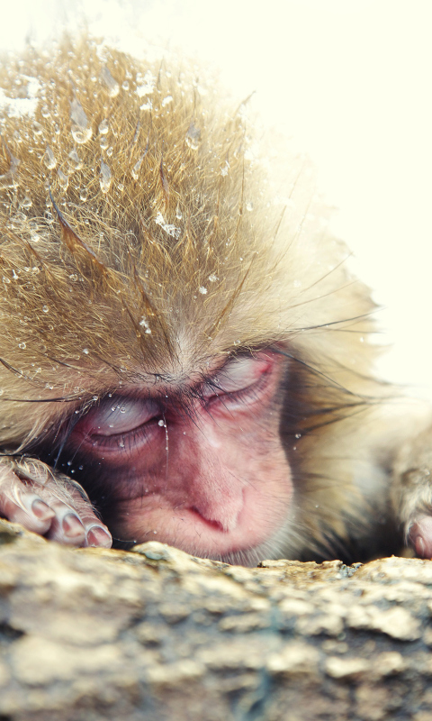 Sfondi Japanese Macaque Sleeping Under Snow 480x800