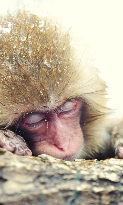 Das Japanese Macaque Sleeping Under Snow Wallpaper 480x800